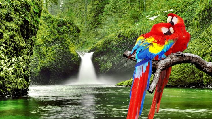 a colorful parrot sitting on top of a tree branch next to a river and waterfall