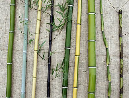 several different types of bamboo stems on a burlap surface with grass growing between them