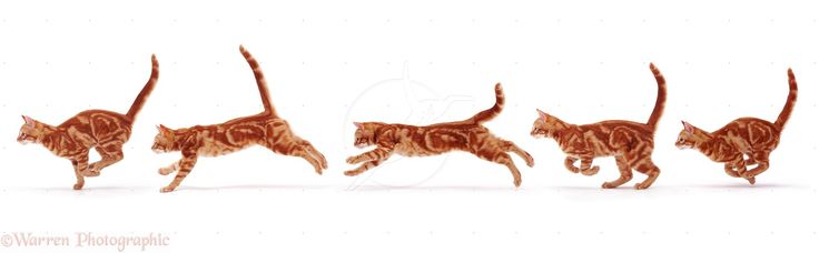 four cats are running in the same direction, one is orange and the other is brown