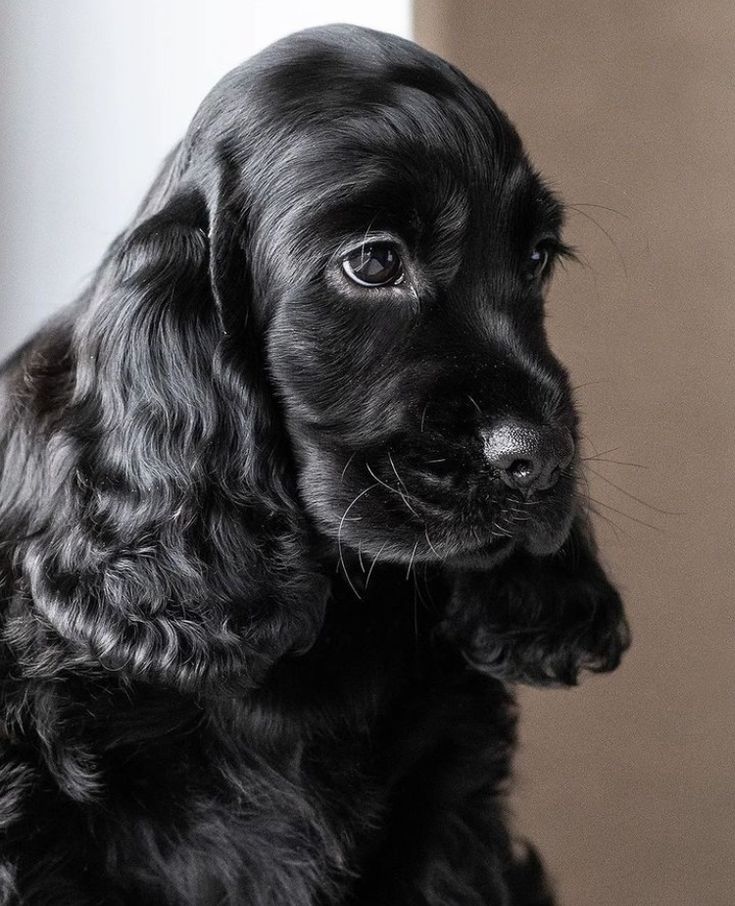 a black dog sitting on top of a floor next to a wall and looking at the camera