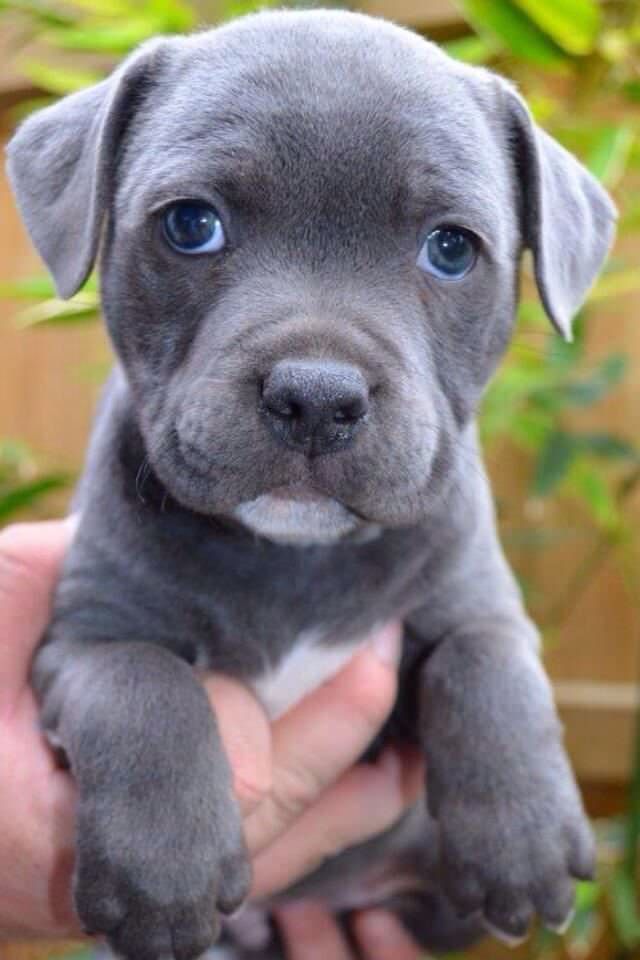 a small gray puppy is being held by someone's hand in front of some plants