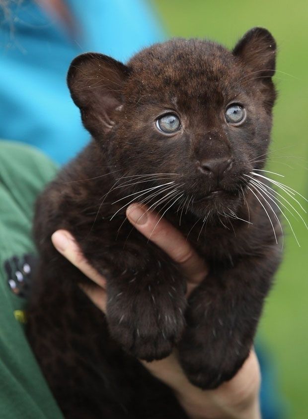 a small black kitten is being held in someone's arms and it looks like they are looking at the camera