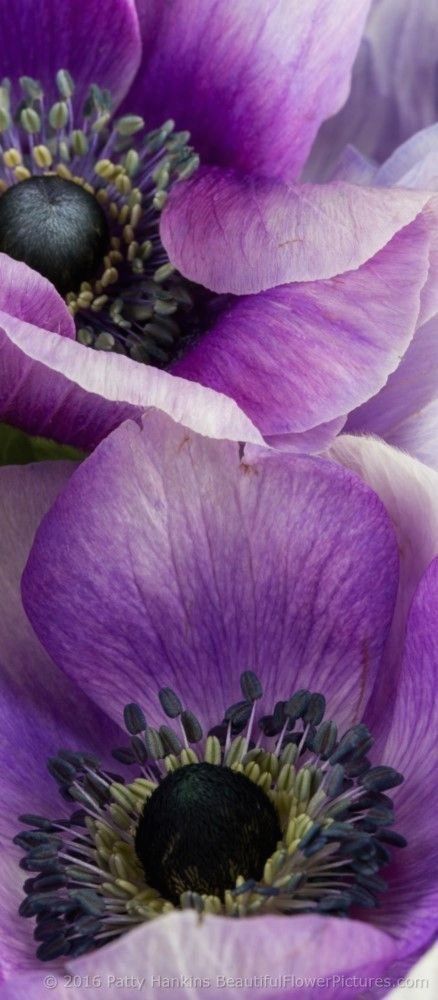 two purple flowers with green stems in the center