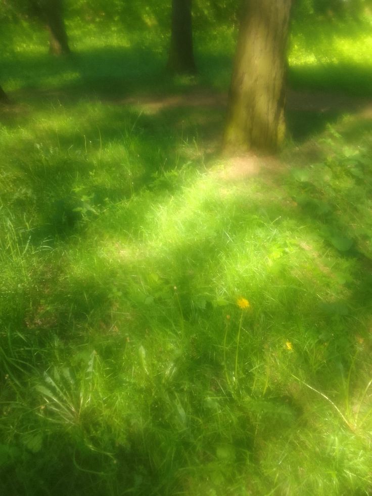 a blurry image of grass and trees in the woods with sunlight shining on them