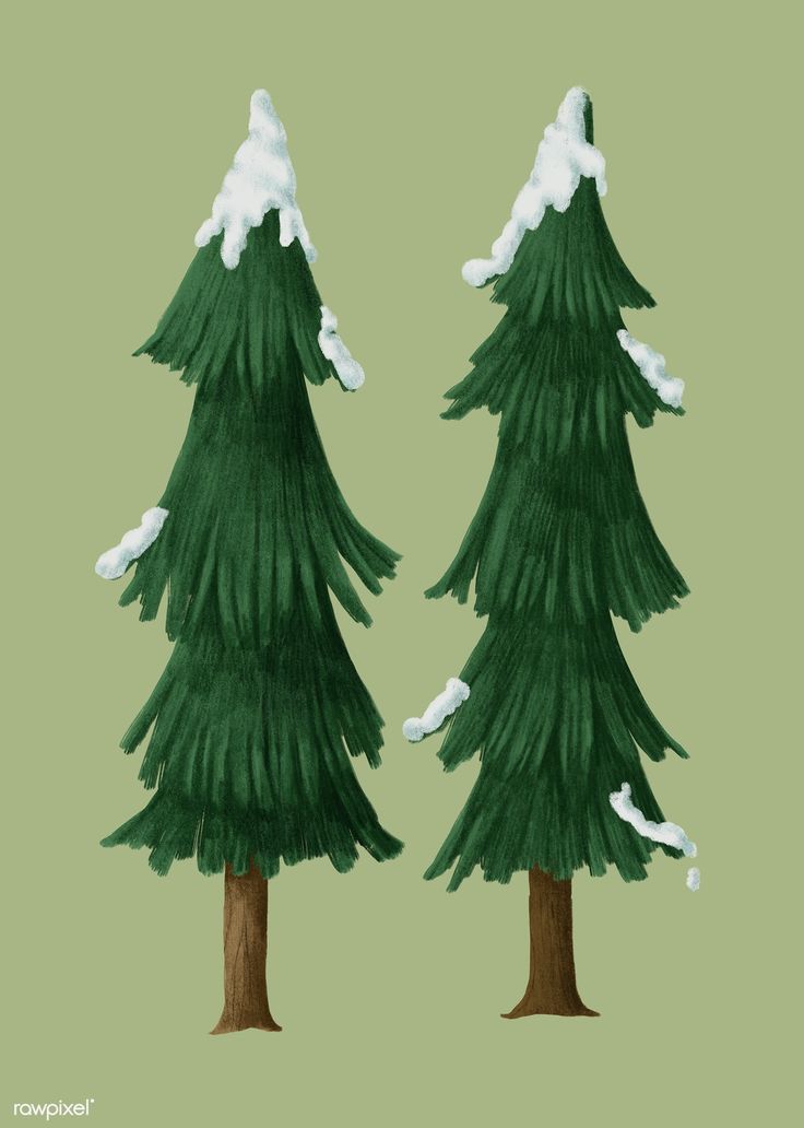 two green trees with snow on them against a light green background, one is taller than the other