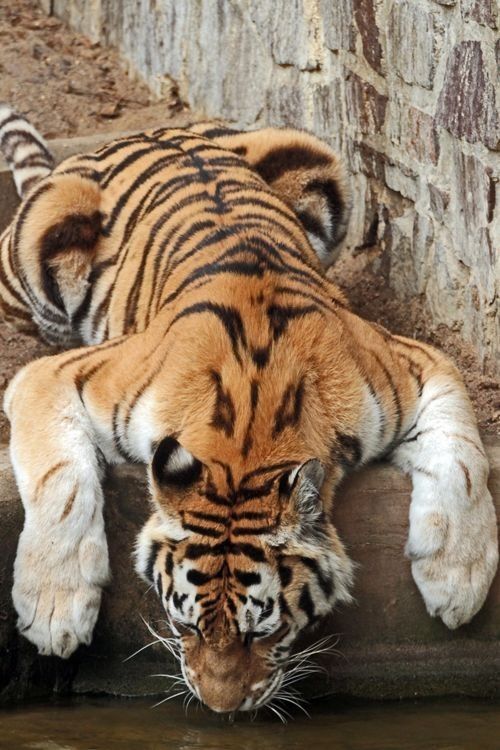 a tiger drinking water from a pond next to a stone wall