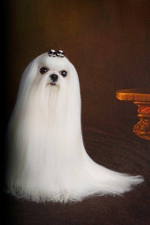 a white dog with long hair and a bow on it's head sitting in front of a table