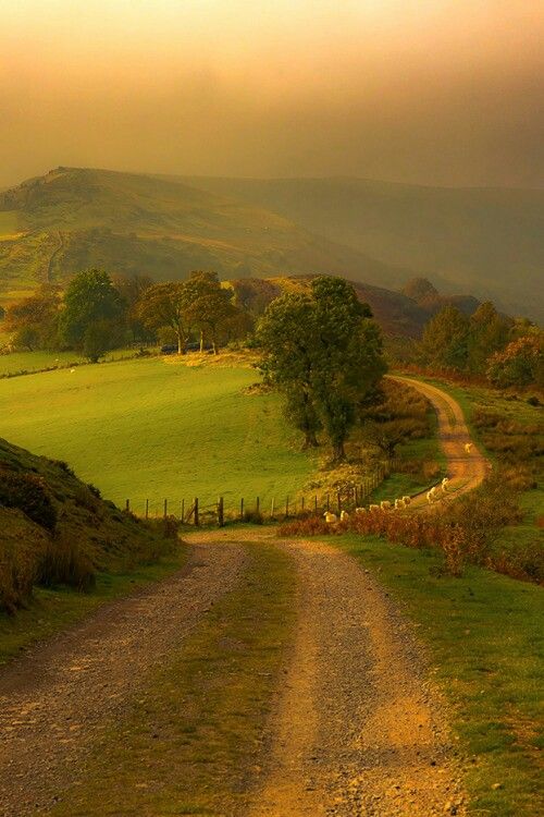 a dirt road in the middle of a lush green field