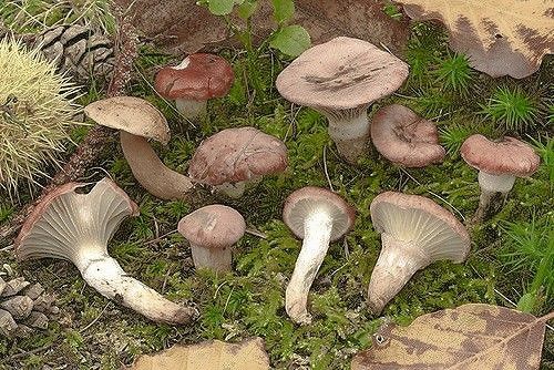 a group of mushrooms sitting on top of a lush green field