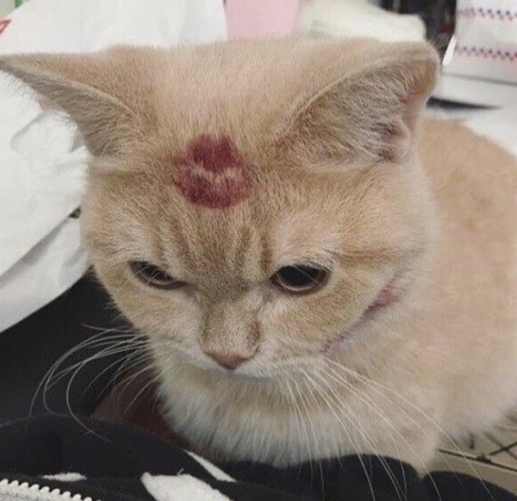 an orange cat with a red spot on it's forehead