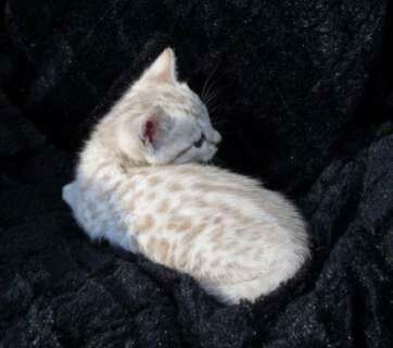 a white cat laying on top of a black rock