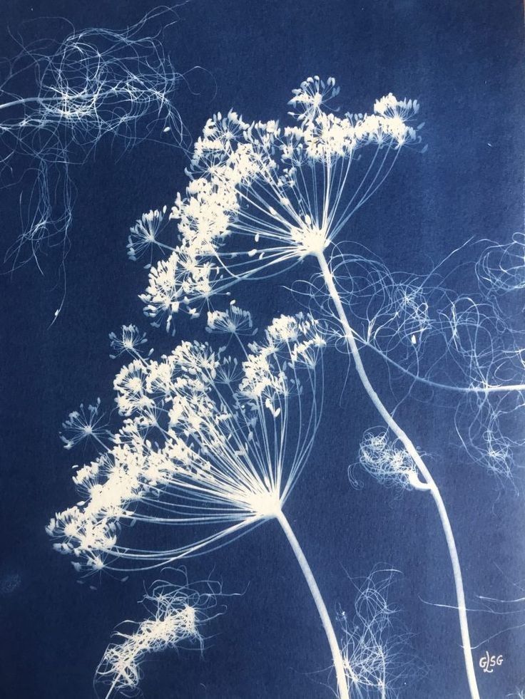 some white flowers on a blue background with the sky in the background