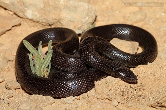 a black snake with a green leaf on its back