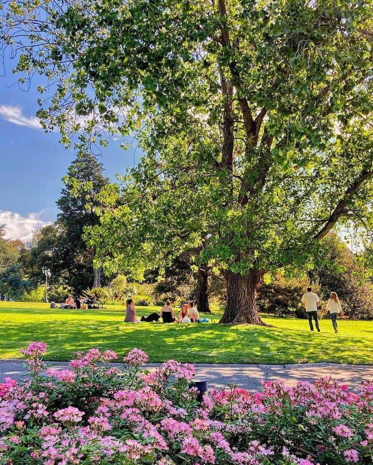 people are sitting under the shade of a large tree in a park with pink flowers