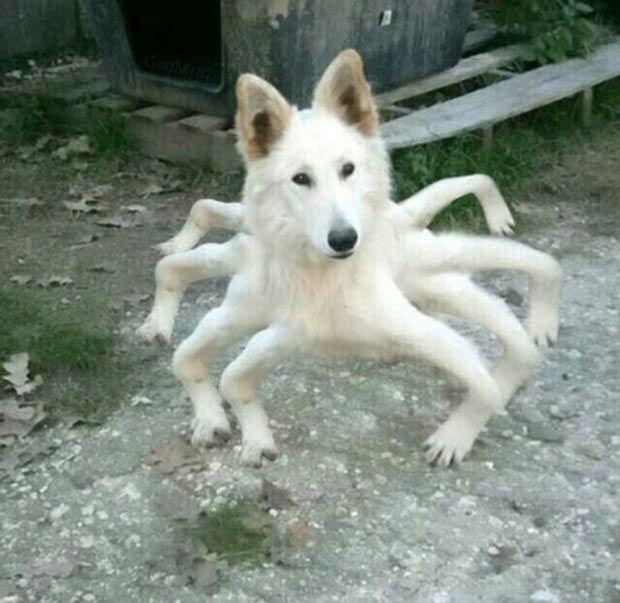 a white dog is playing with a large spider