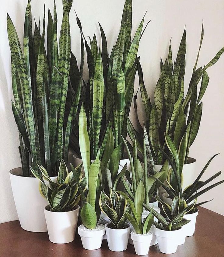 there are many potted plants on the table