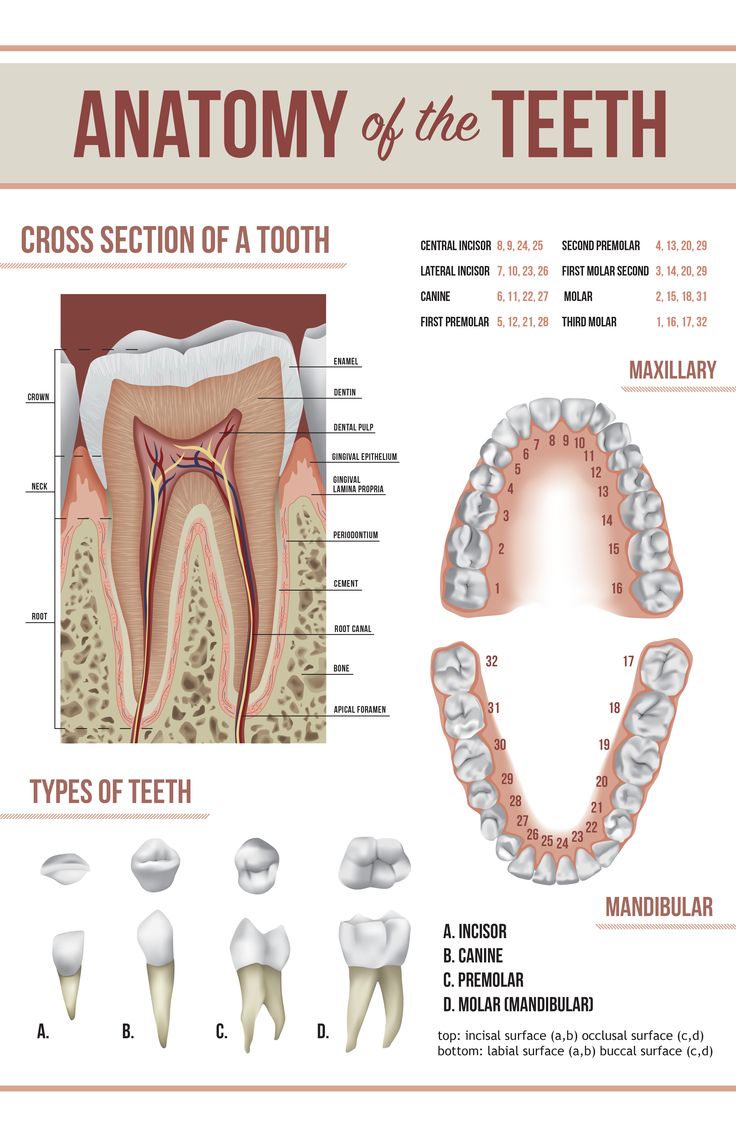 an anatomy of the teeth and their functions in each part of the tooth, including the cross section of a tooth