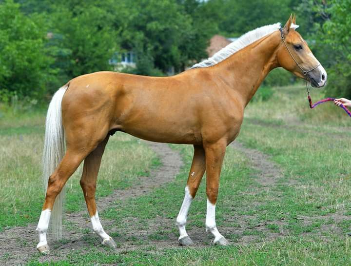 Horse Poses, Palomino Horses, Kathiyawadi Horse, Marwari Horses, Western Stuff, Horse Coats, Horse Anatomy, Palomino Horse, Akhal Teke