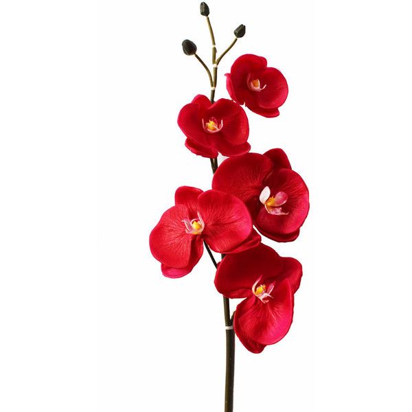 red flowers in a vase on a white background