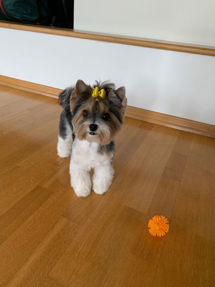 a small dog standing on top of a hard wood floor next to an orange ball