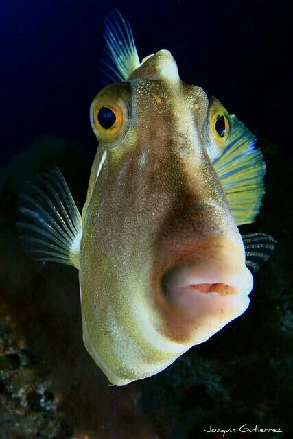 a fish that is looking at the camera