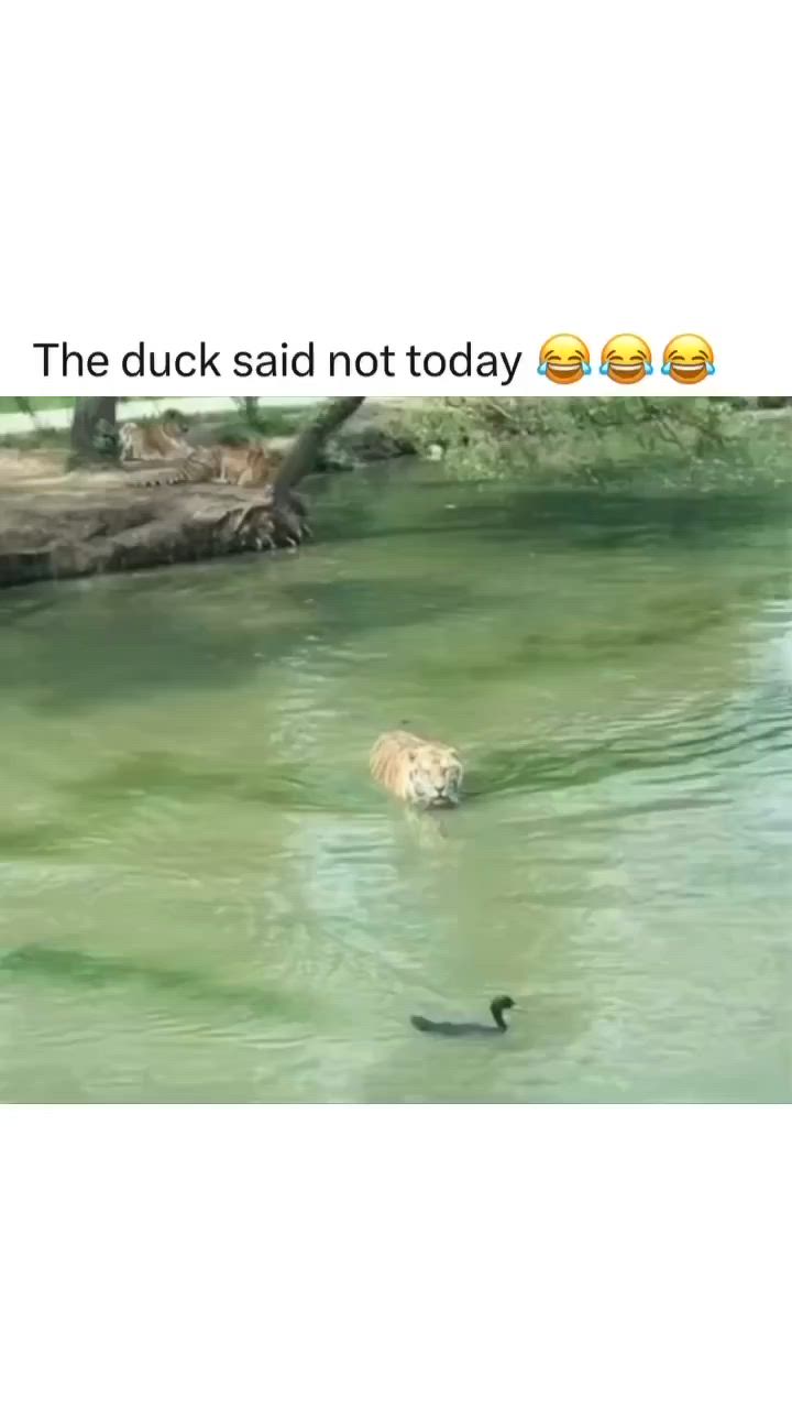 This contains: Duck's Successful Escape, Tiger's Perplexity