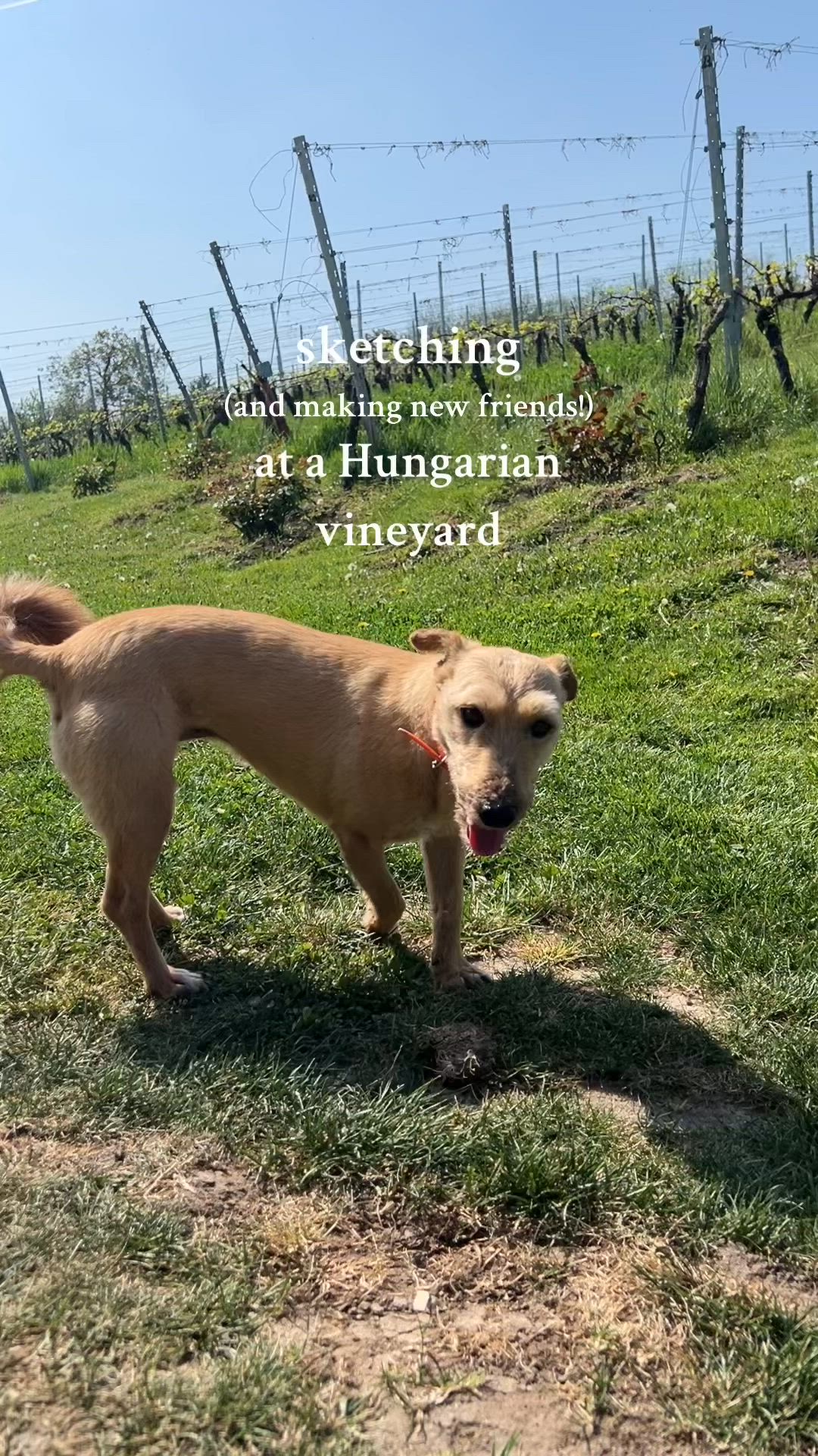 This may contain: a brown dog standing on top of a grass covered field