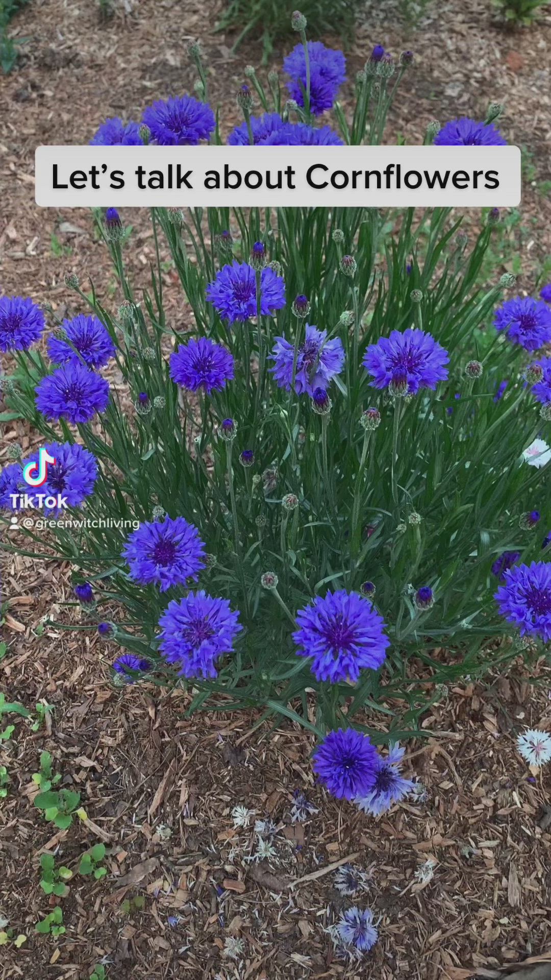 This contains an image of: The magical and medicinal properties of cornflowers. 🌿GreenWitchLiving.com