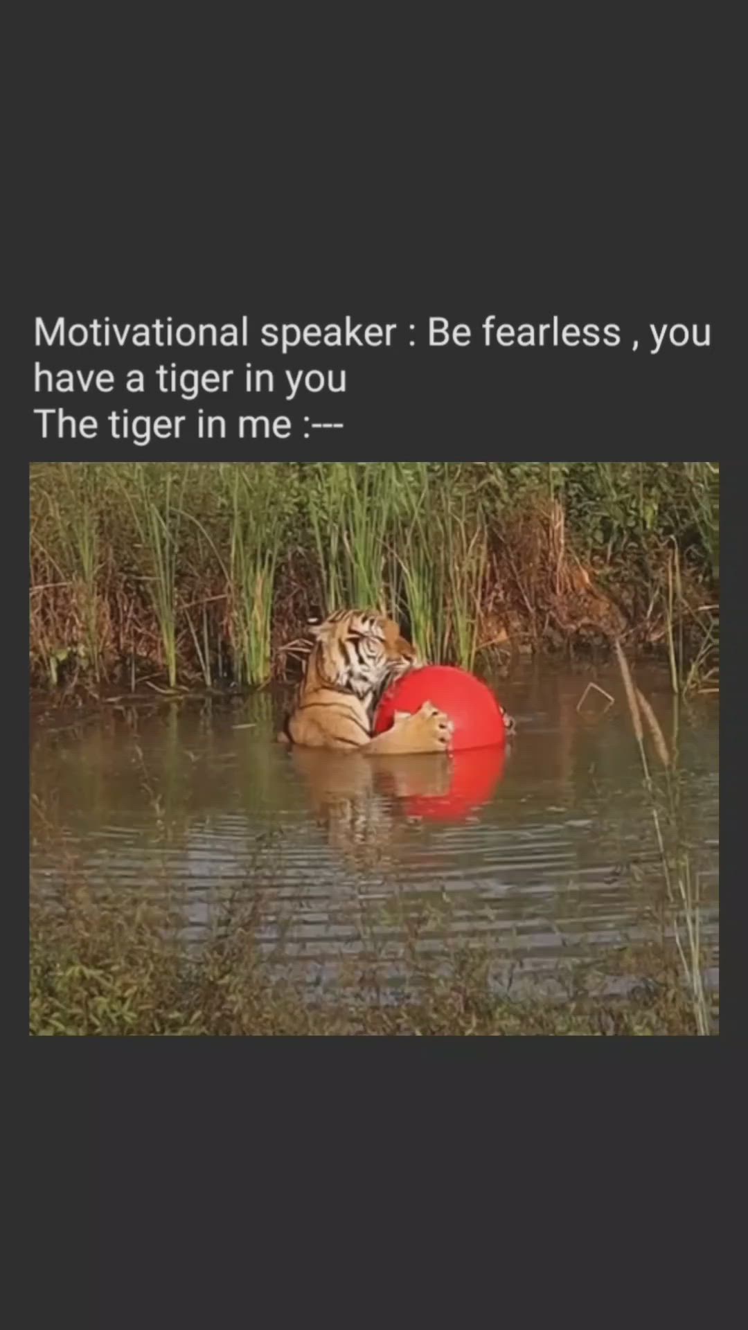 This may contain: there is a dog that is floating in the water with a red frisbee