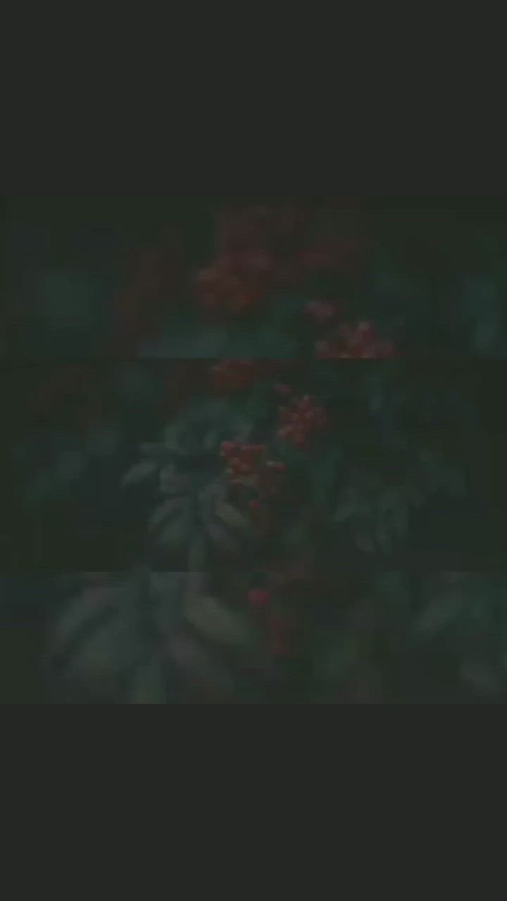 This may contain: blurry image of red flowers in the dark