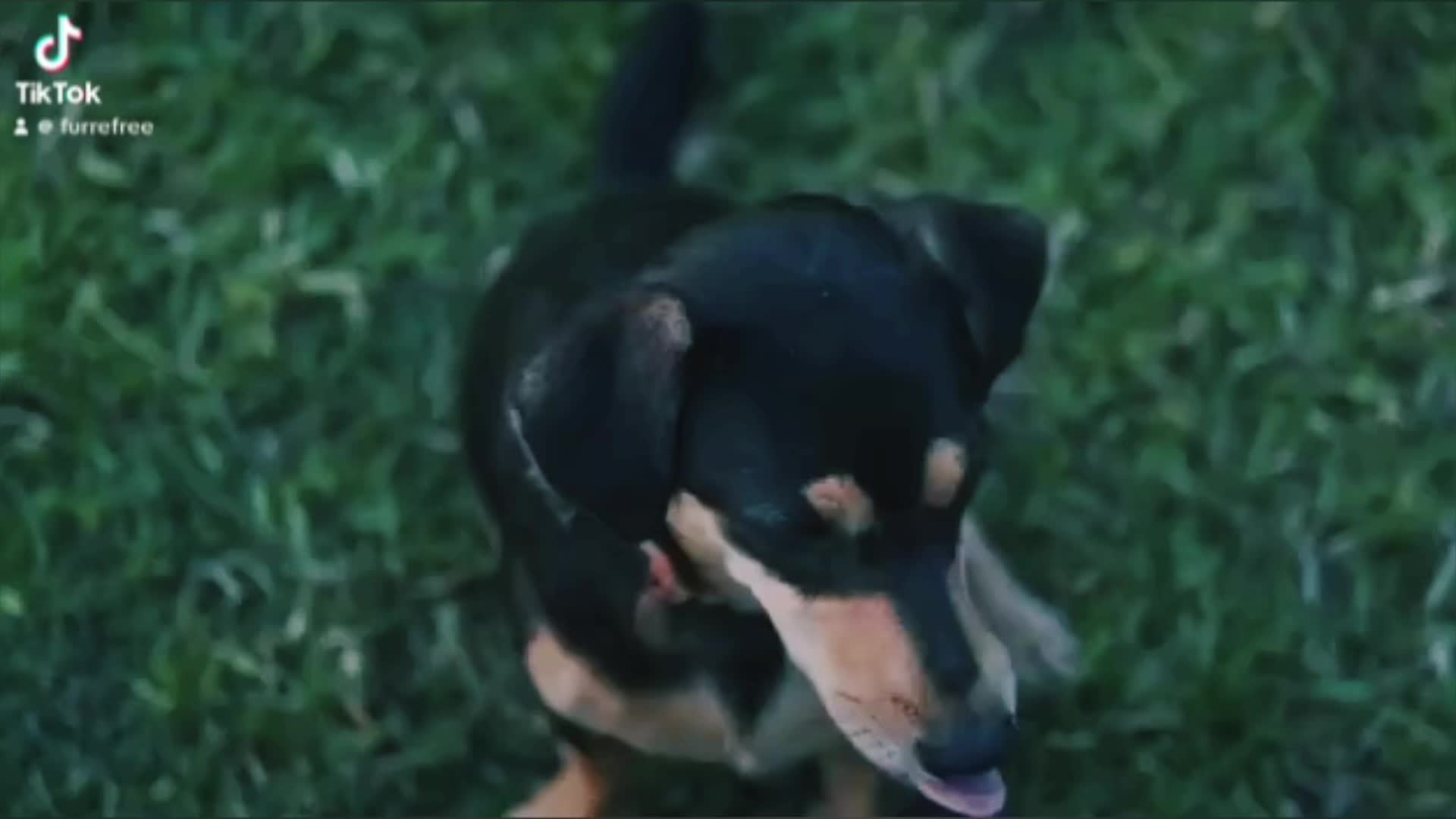 This may contain: a black and brown dog standing on top of a lush green field