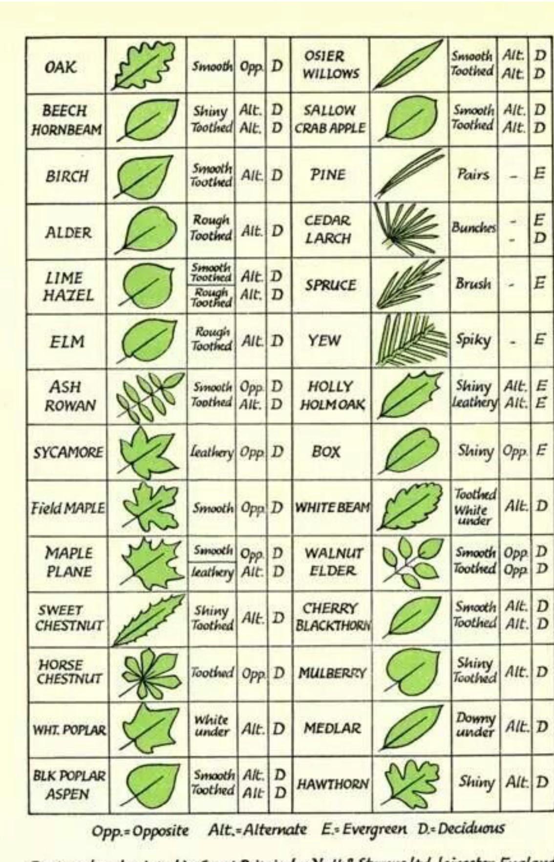 Tree Identification Chart