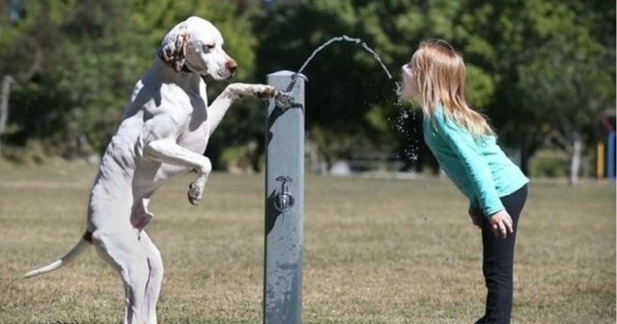 8 114.jpg?resize=1200,630 - Just 21 Dogs Standing Up Like Human People