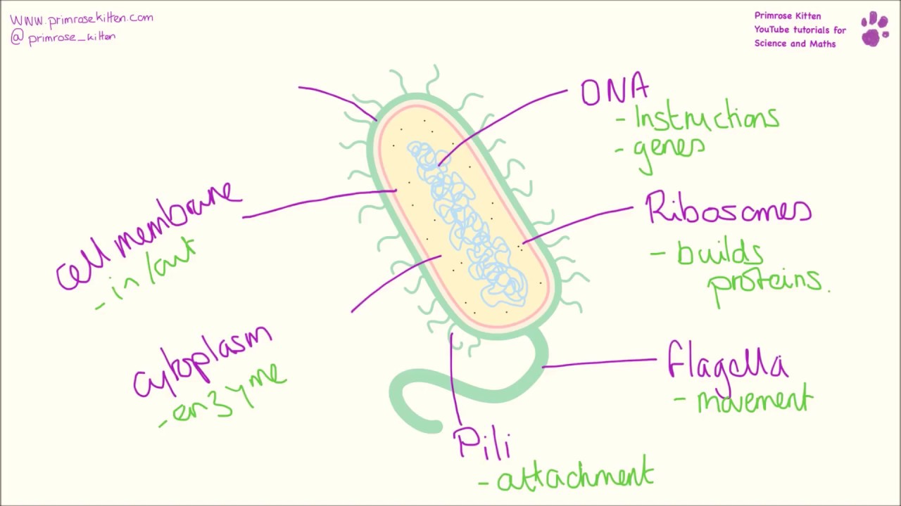 Bacteria Cell Structure