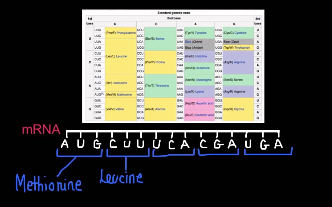 Amino acid sequence chart mrna - strategyJuli