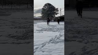 Horses Frolicking In Snow Horse