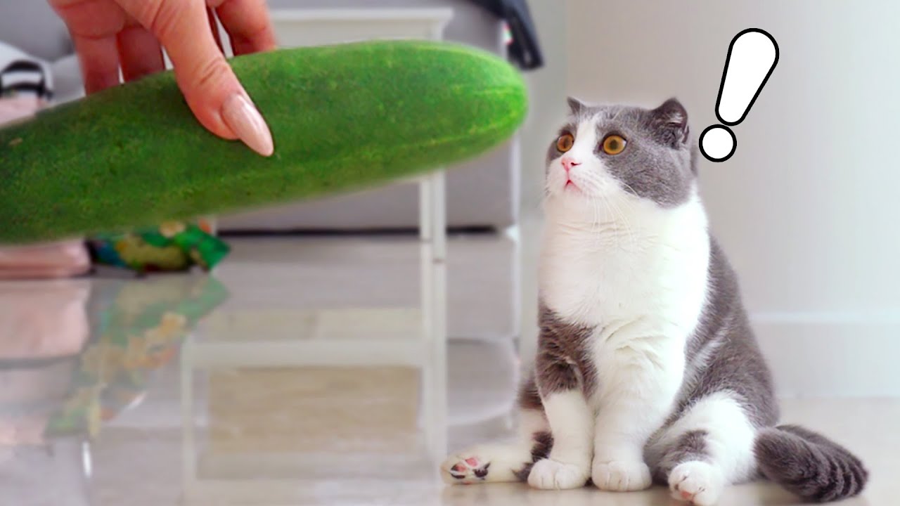 Cats Vs Cucumber Compilation - Youtube