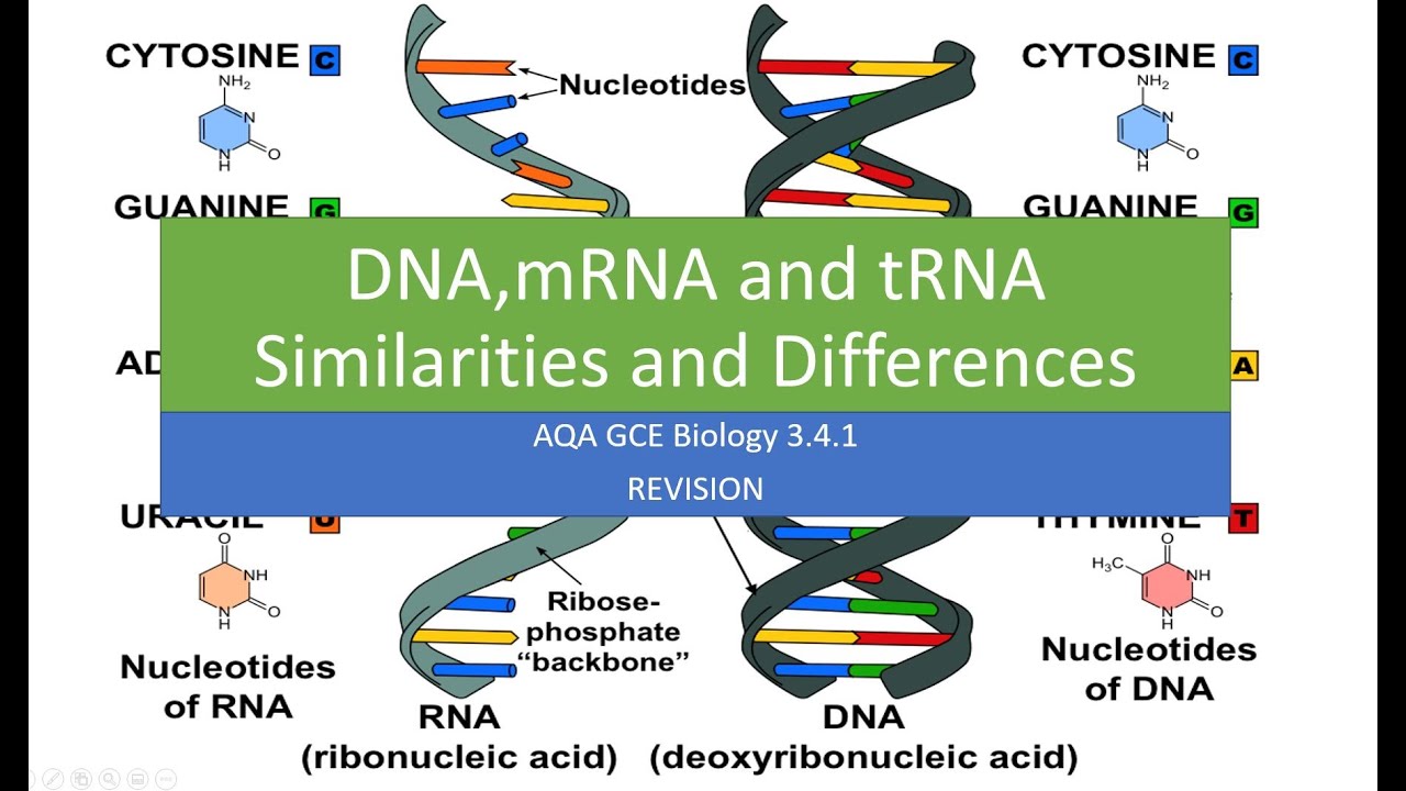 Dna And Rna Similarities And Differences