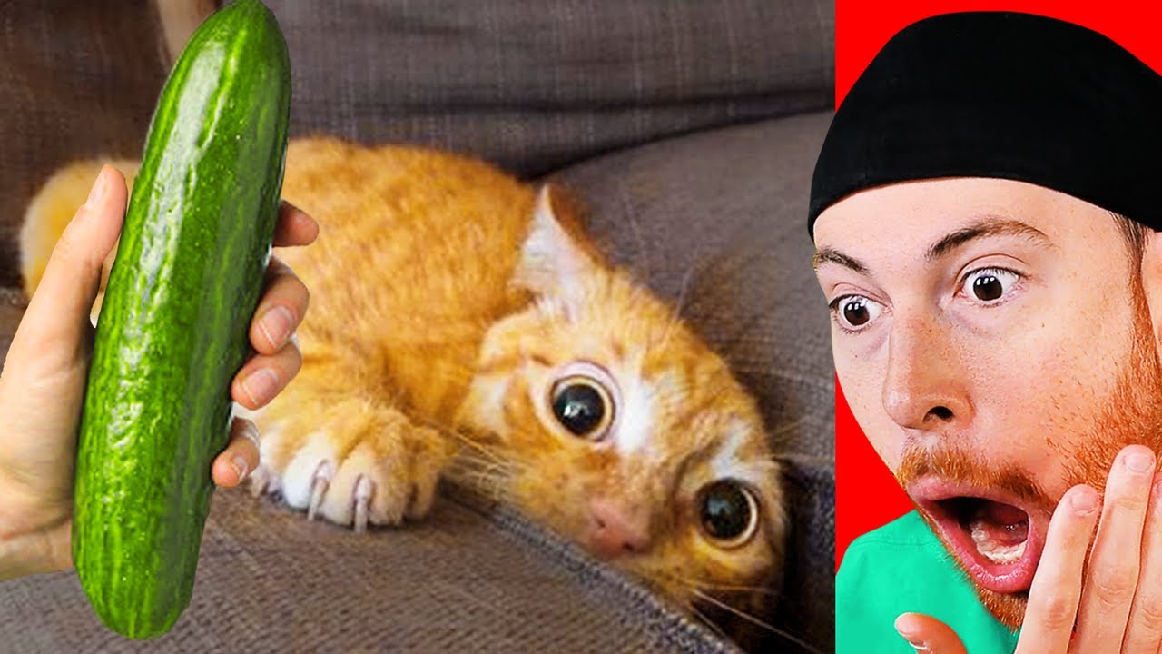 Cats Reacting To Cucumbers Montage - Youtube