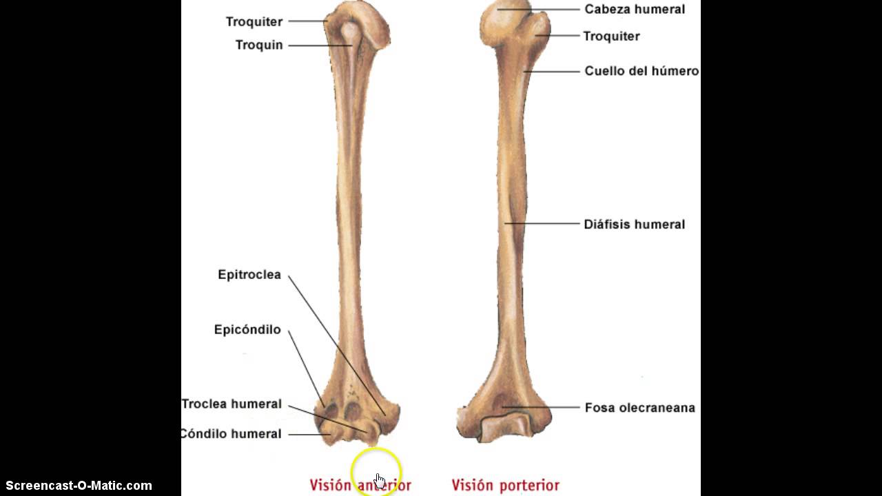 Anatomia Del Humero