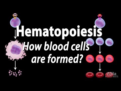 Hematopoiesis - Formation of Blood Cells, Animation