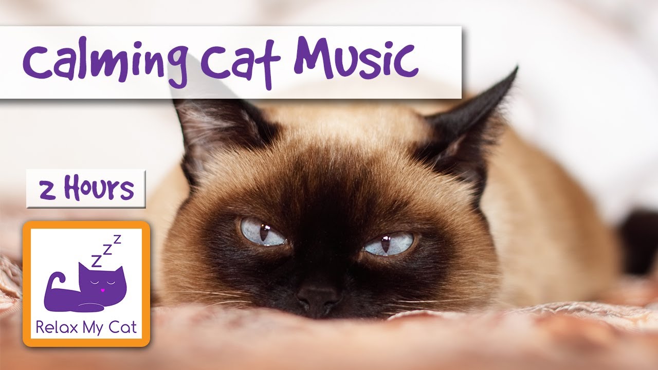 2 Hours Of Calming Cat Music. For Scared Cats During Fireworks And Storms.  - Youtube