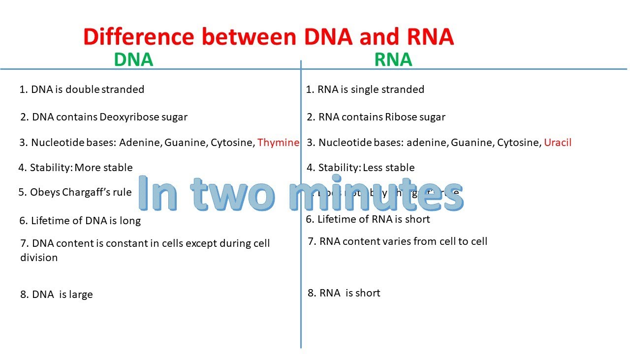 Rna Vs Dna