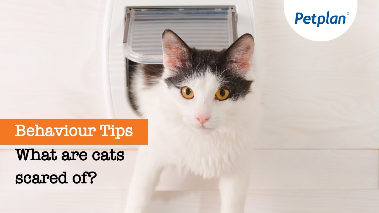 What Are Cats Scared Of? | Petplan