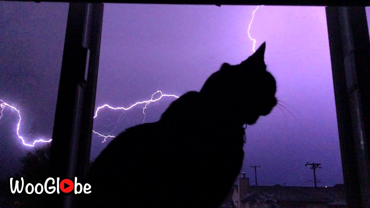 Cat Scared Of Thunder And Lightning || Best Viral Videos - Youtube