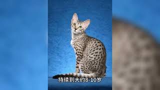 埃及猫Egyptian Mau的一生