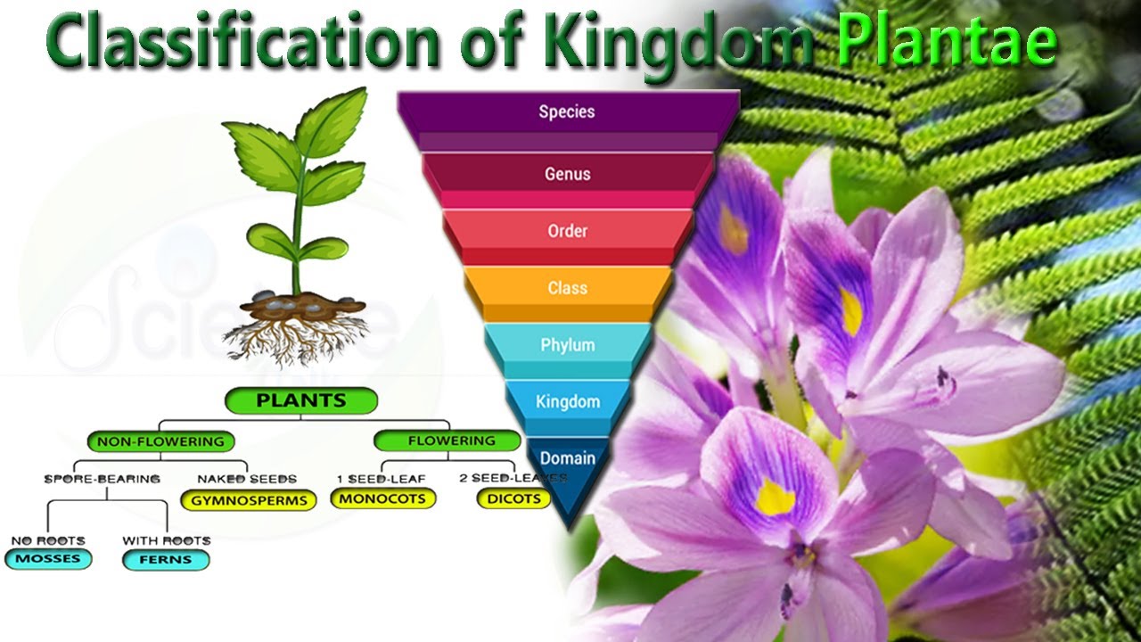 Educative Diagrams Kingdom Plantae - Riset