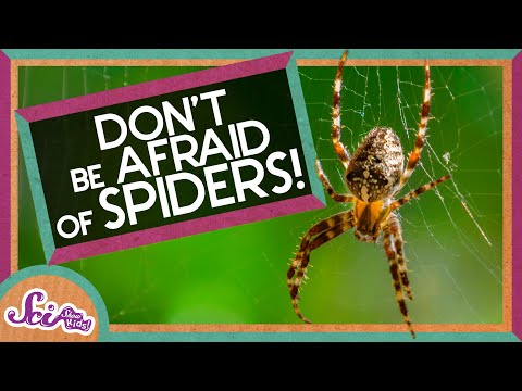 Don'T Be Afraid Of Spiders! | Amazing Animals | Backyard Science | Scishow  Kids - Youtube