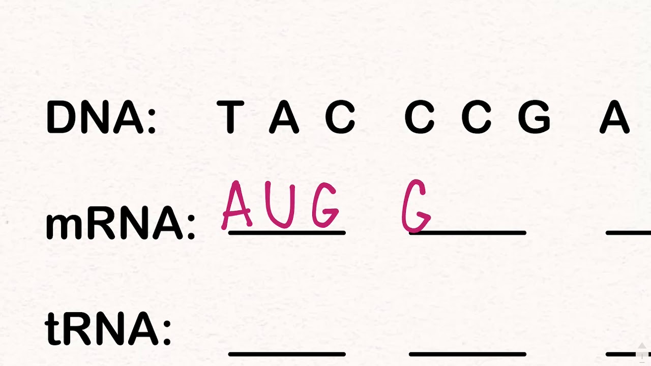 Dna Rna Codon Chart