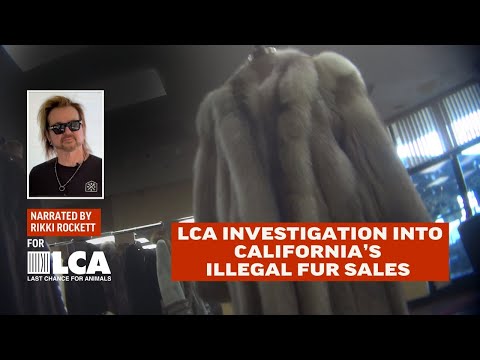 Last Chance for Animals Exposes Violations of California's Fur Ban